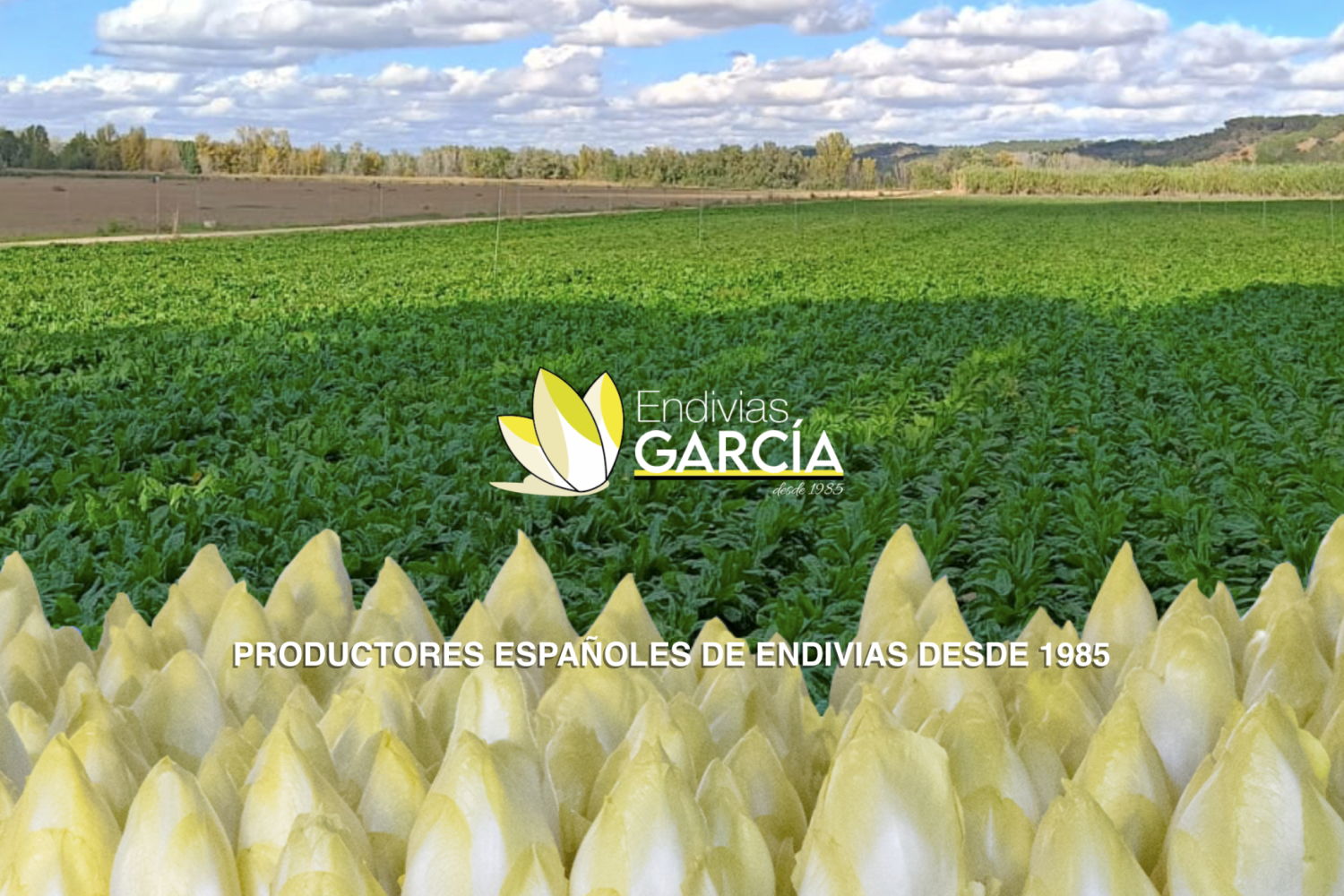 Estudio de Diseño Gráfico Creativo en Valencia y Yecla 17 Diseño página web para Endivias García, Empresa agroalimentaria española. Minglanilla, Cuenca. Diseñado por Tu Creativa